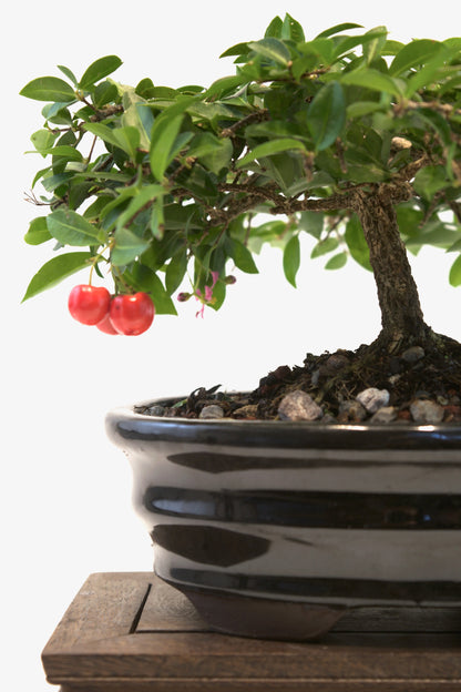 Barbados Cherry Bonsai Ceramic 7" Pot - One of a Kind Bonsai