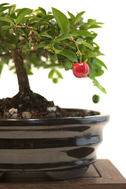 Barbados Cherry Bonsai Ceramic 7" Pot - One of a Kind Bonsai