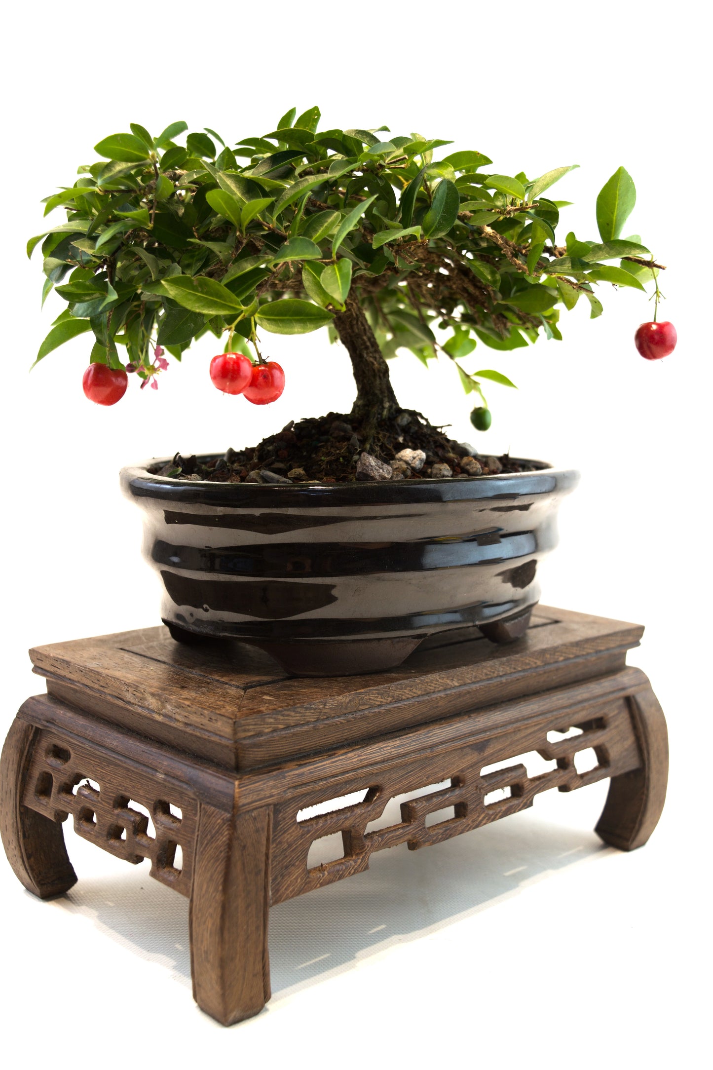Barbados Cherry Bonsai Ceramic 7" Pot - One of a Kind Bonsai