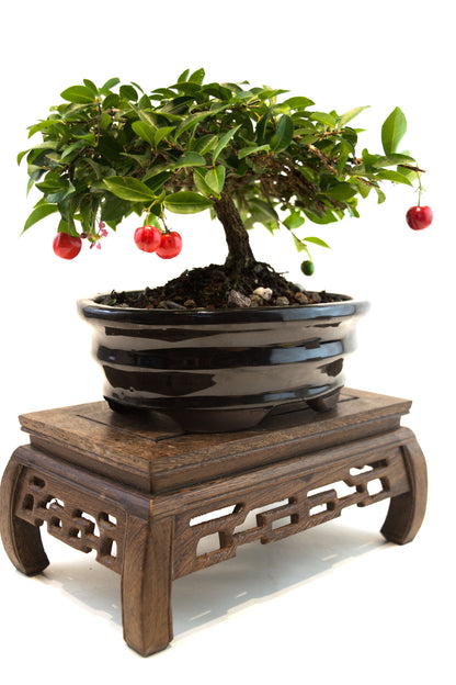 Barbados Cherry Bonsai Ceramic 7" Pot - One of a Kind Bonsai