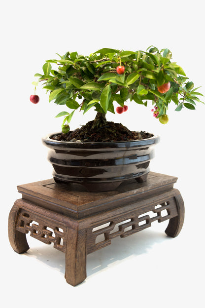 Barbados Cherry Bonsai Ceramic 7" Pot - One of a Kind Bonsai