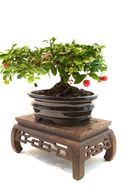 Barbados Cherry Bonsai Ceramic 7" Pot - One of a Kind Bonsai
