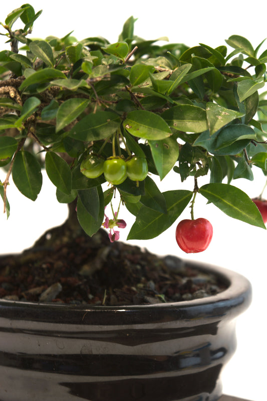 Barbados Cherry Bonsai Ceramic 7" Pot - One of a Kind Bonsai