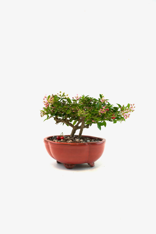 Barbados Cherry Bonsai Ceramic 8" Pot - One of a Kind Bonsai