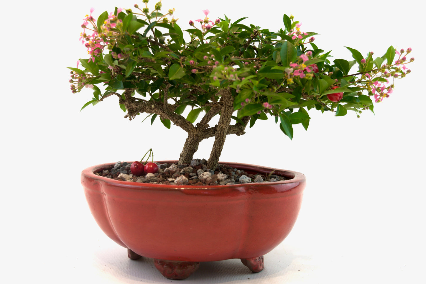 Barbados Cherry Bonsai Ceramic 8" Pot - One of a Kind Bonsai