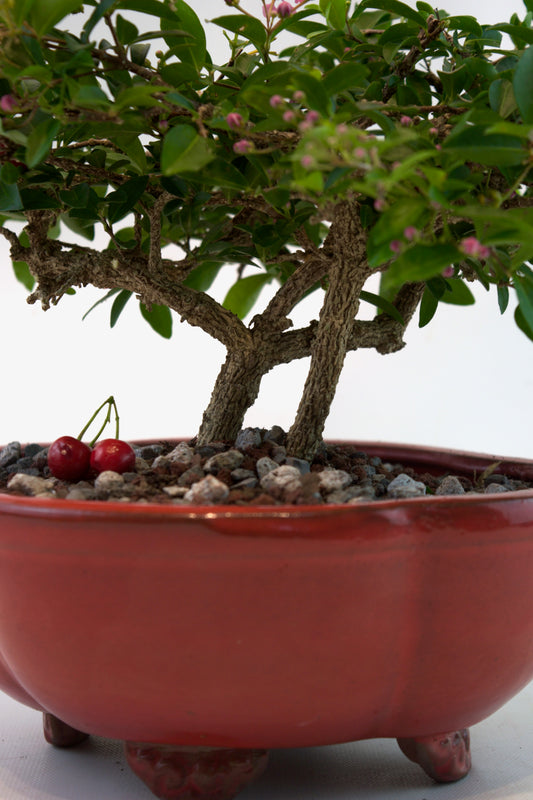 Barbados Cherry Bonsai Ceramic 8" Pot - One of a Kind Bonsai