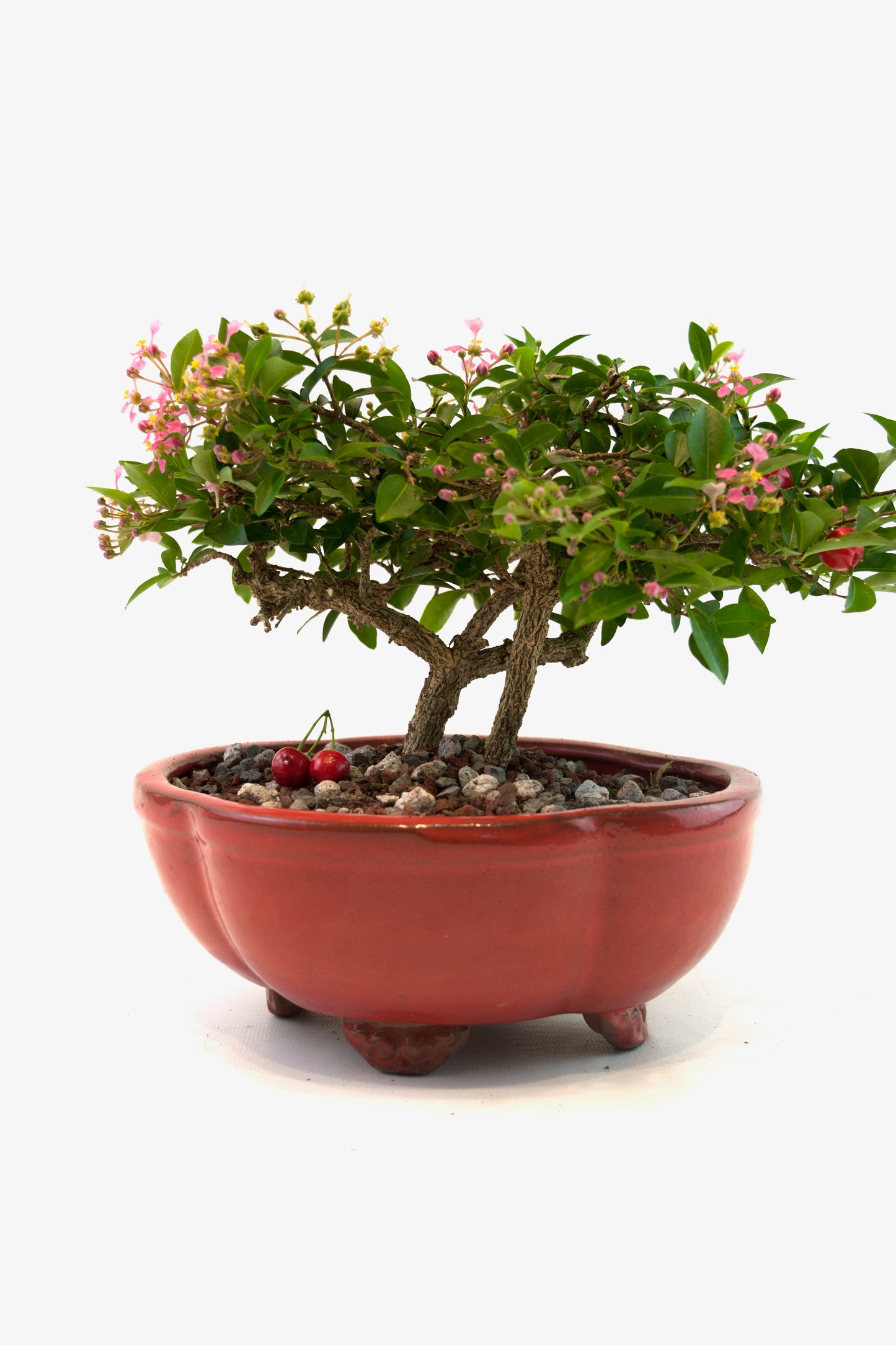 Barbados Cherry Bonsai Ceramic 8" Pot - One of a Kind Bonsai