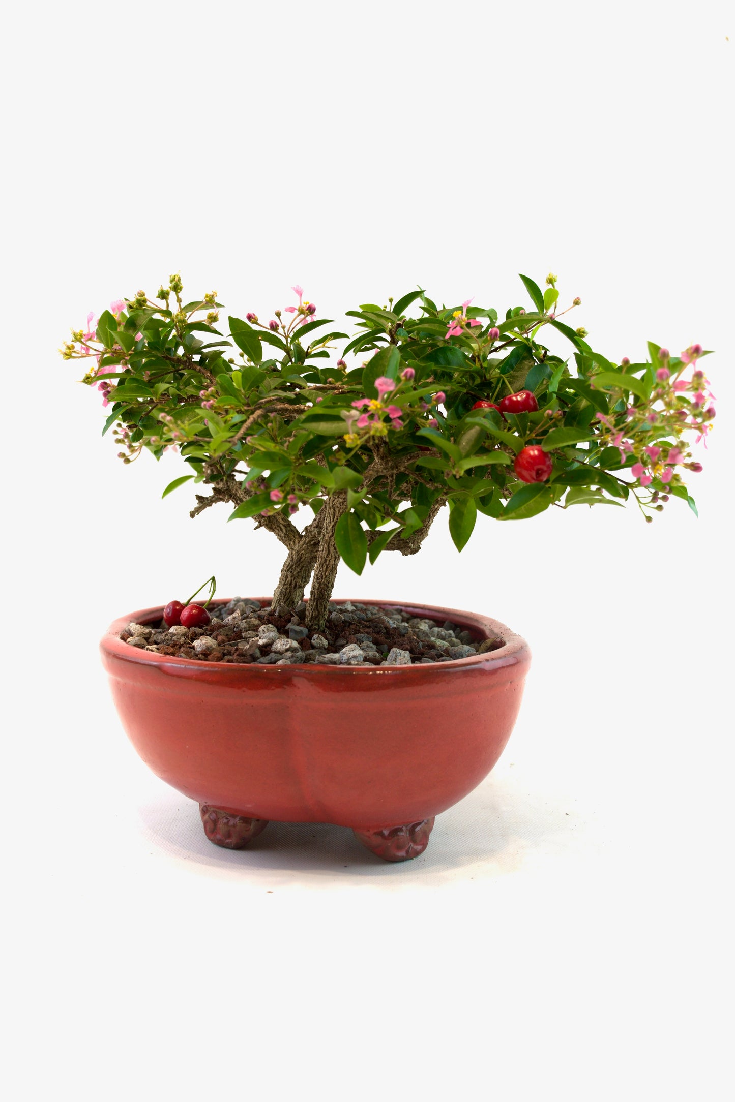 Barbados Cherry Bonsai Ceramic 8" Pot - One of a Kind Bonsai