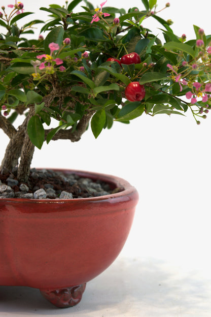 Barbados Cherry Bonsai Ceramic 8" Pot - One of a Kind Bonsai
