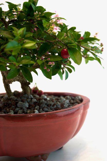 Barbados Cherry Bonsai Ceramic 8" Pot - One of a Kind Bonsai