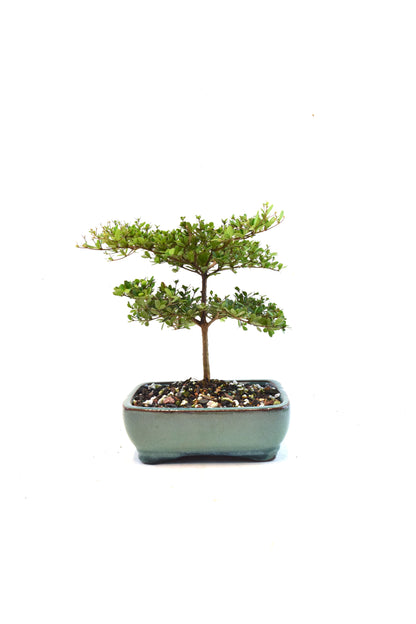 Black Olive Tree Bonsai Ceramic 6" Pot - One of a Kind Bonsai