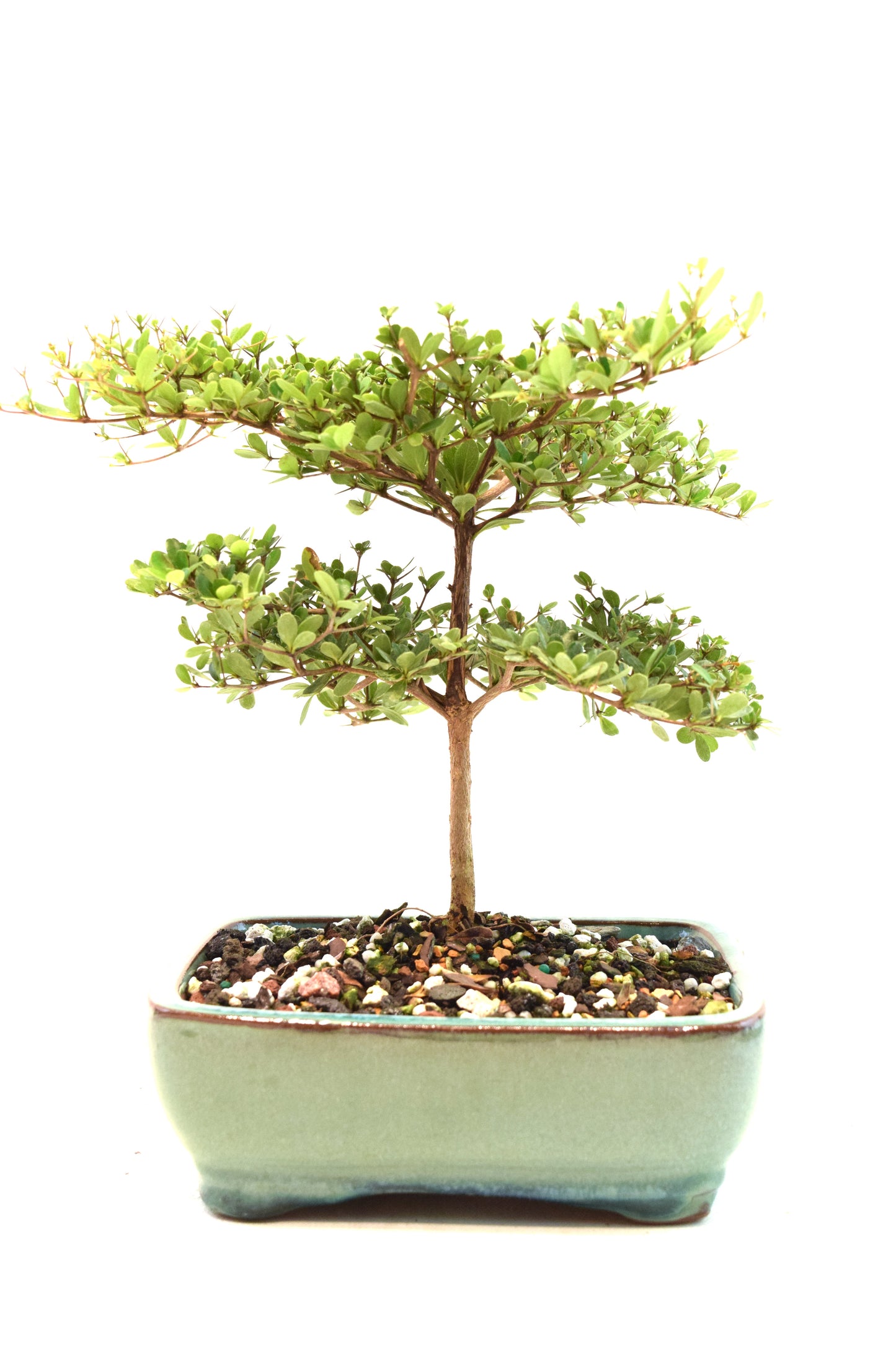 Black Olive Tree Bonsai Ceramic 6" Pot - One of a Kind Bonsai