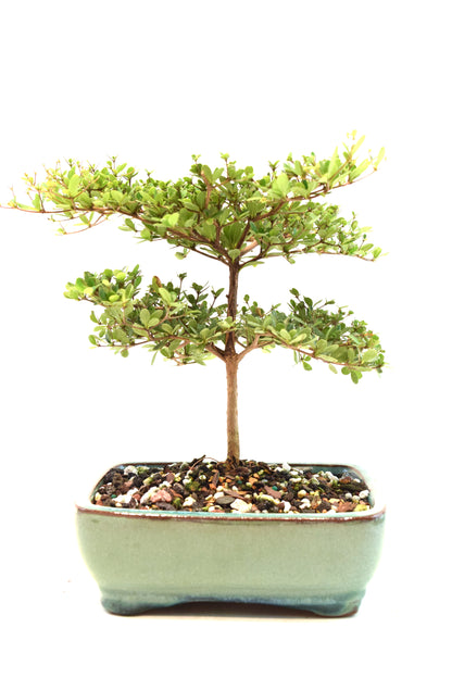 Black Olive Tree Bonsai Ceramic 6" Pot - One of a Kind Bonsai