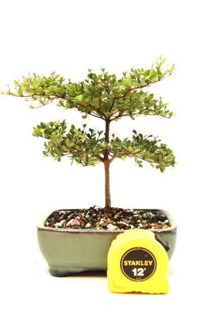 Black Olive Tree Bonsai Ceramic 6" Pot - One of a Kind Bonsai