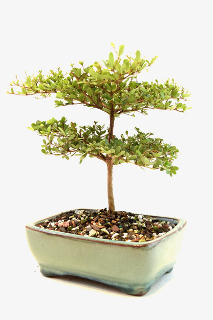 Black Olive Tree Bonsai Ceramic 6" Pot - One of a Kind Bonsai