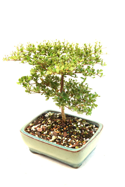 Black Olive Tree Bonsai Ceramic 6" Pot - One of a Kind Bonsai
