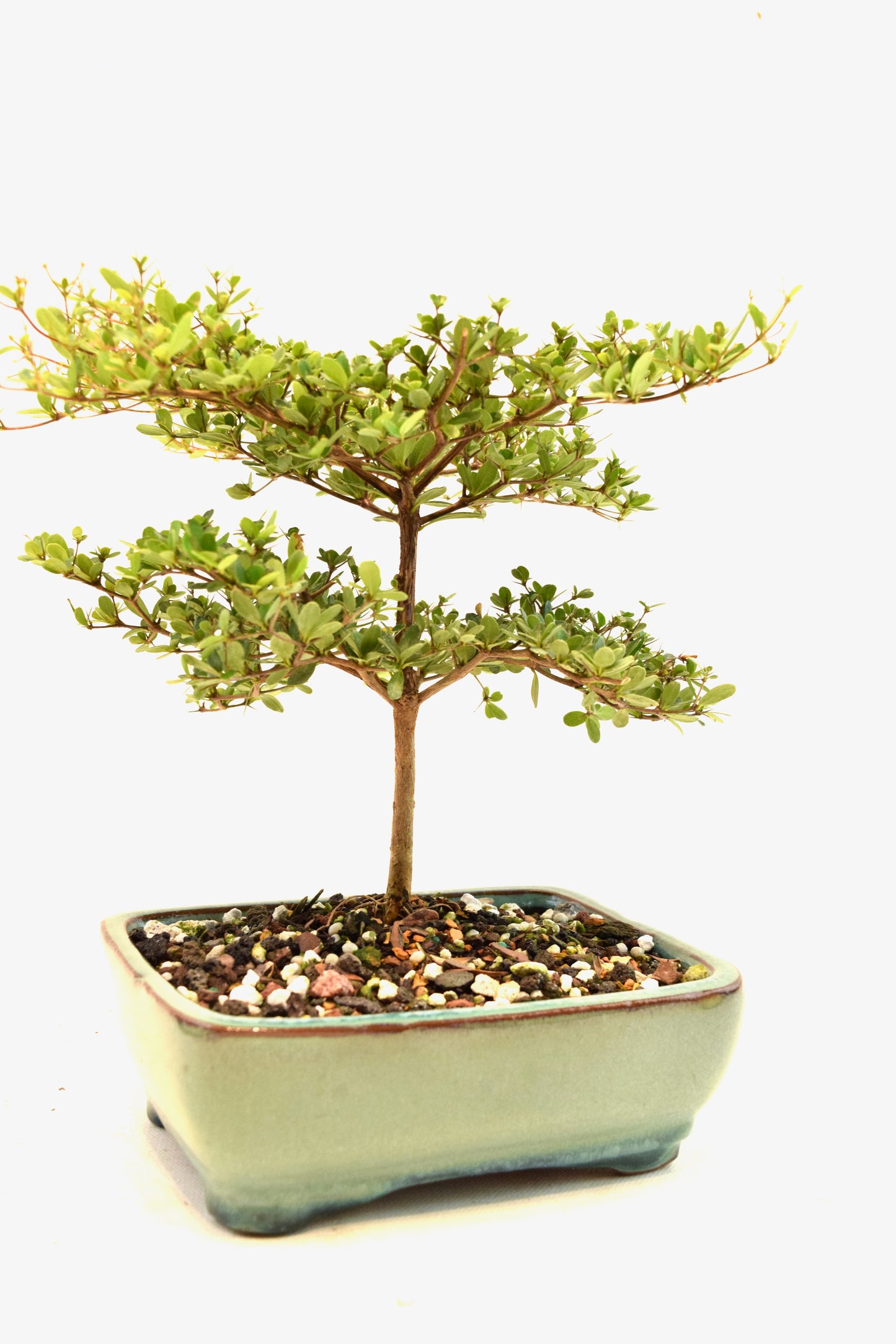 Black Olive Tree Bonsai Ceramic 6" Pot - One of a Kind Bonsai