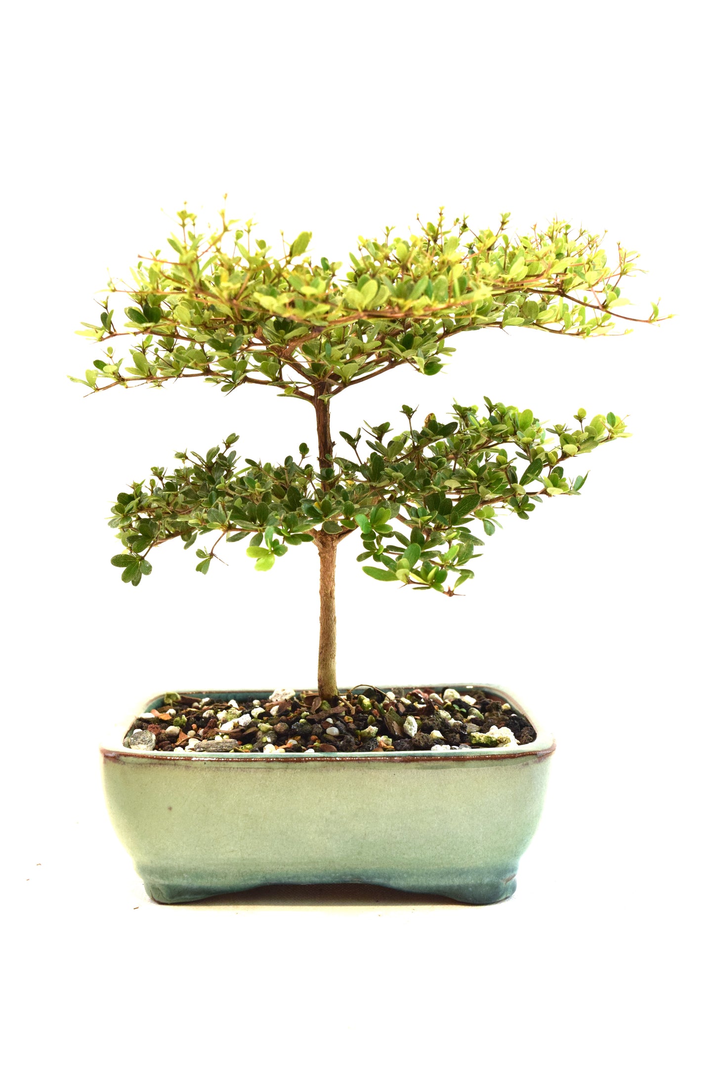 Black Olive Tree Bonsai Ceramic 6" Pot - One of a Kind Bonsai
