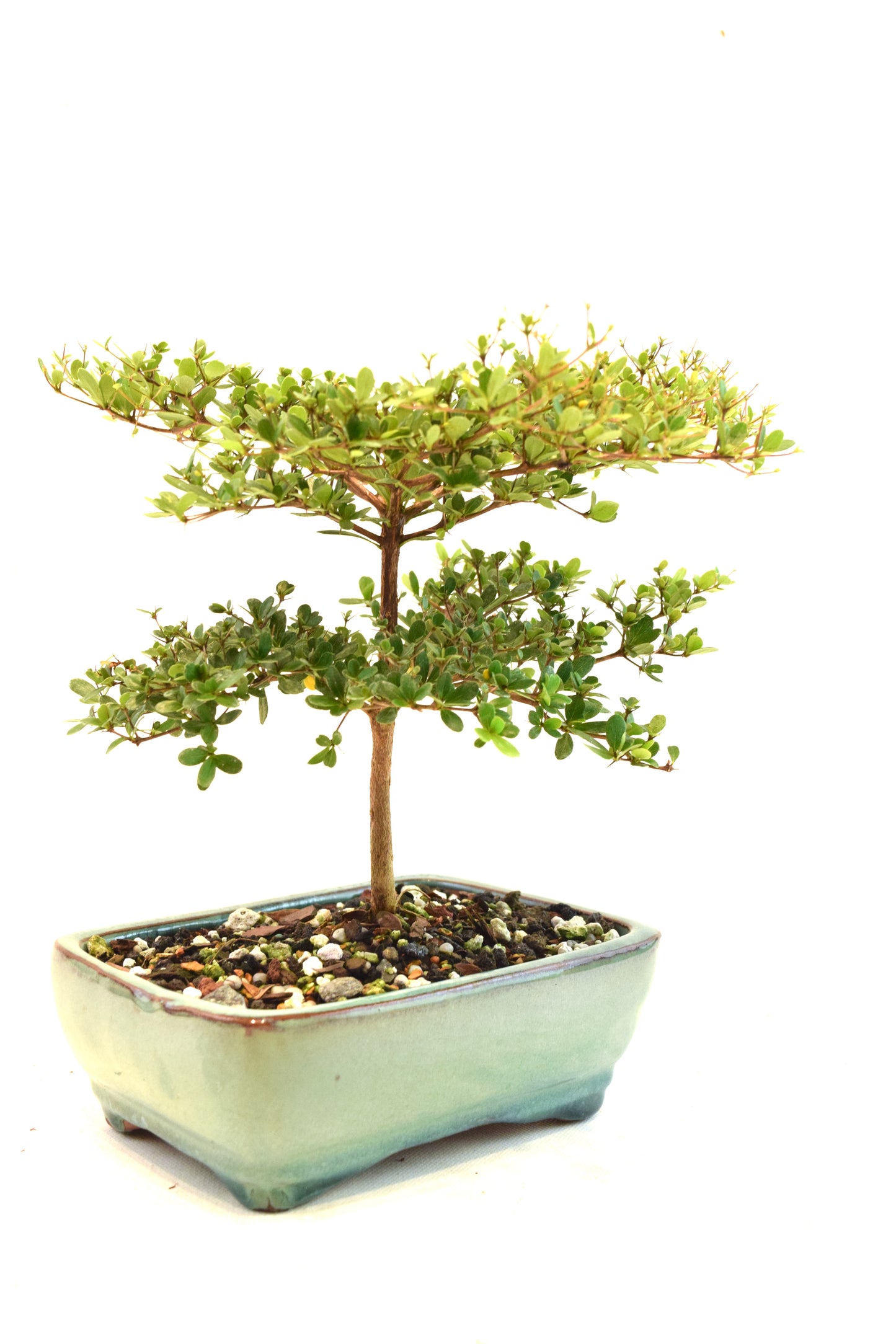 Black Olive Tree Bonsai Ceramic 6" Pot - One of a Kind Bonsai
