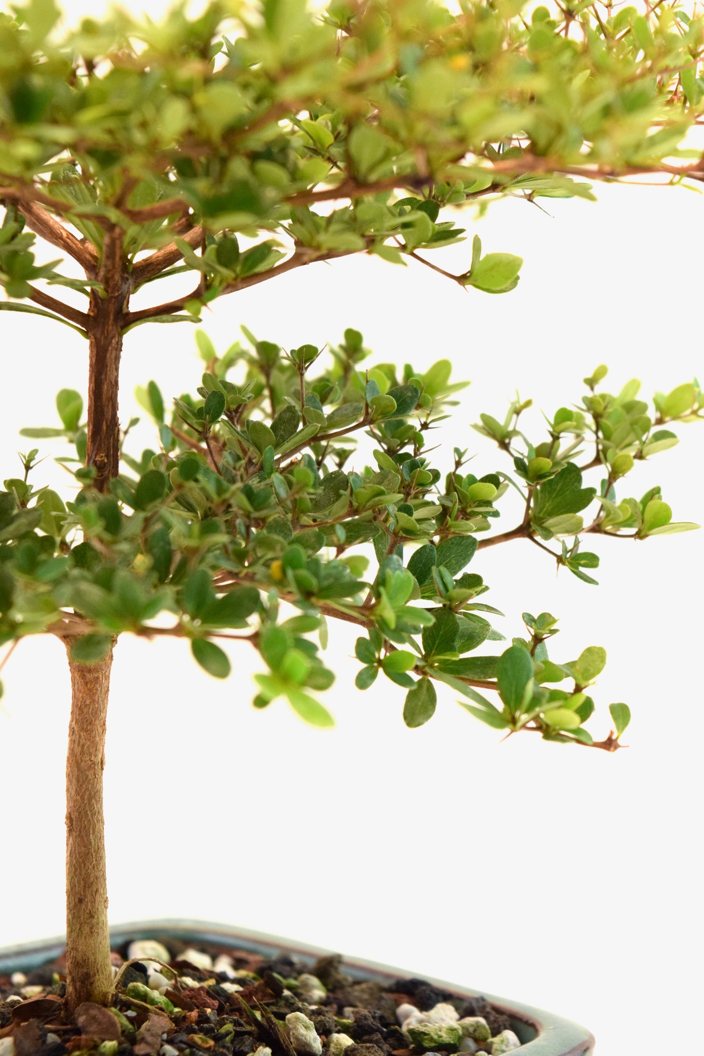 Black Olive Tree Bonsai Ceramic 6" Pot - One of a Kind Bonsai