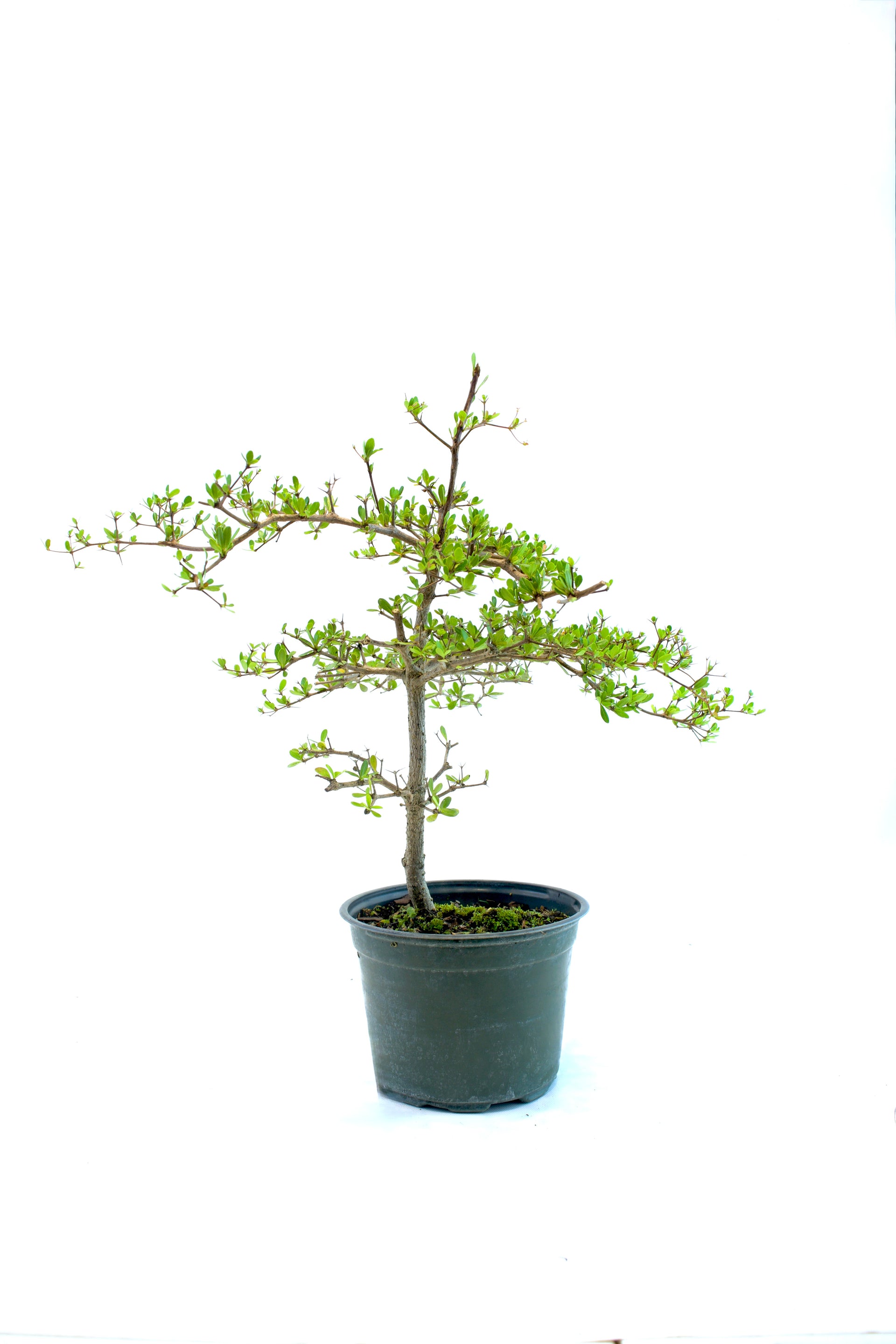 Buy Black Olive Bonsai Tree
