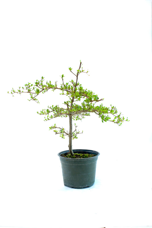 Black Olive Bonsai Tree 6"