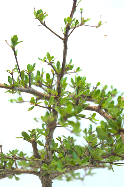 Black Olive Bonsai Tree 6"