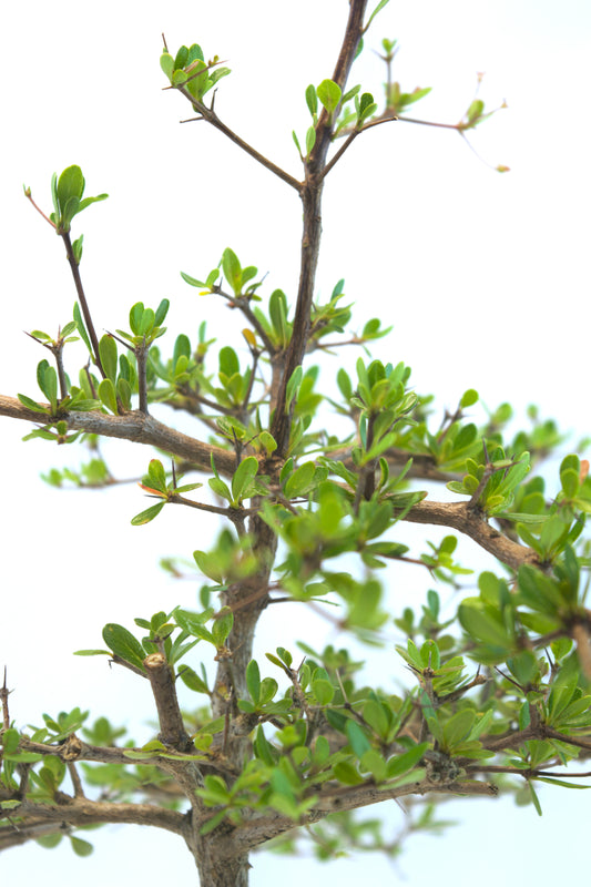 Black Olive Bonsai Tree 6"