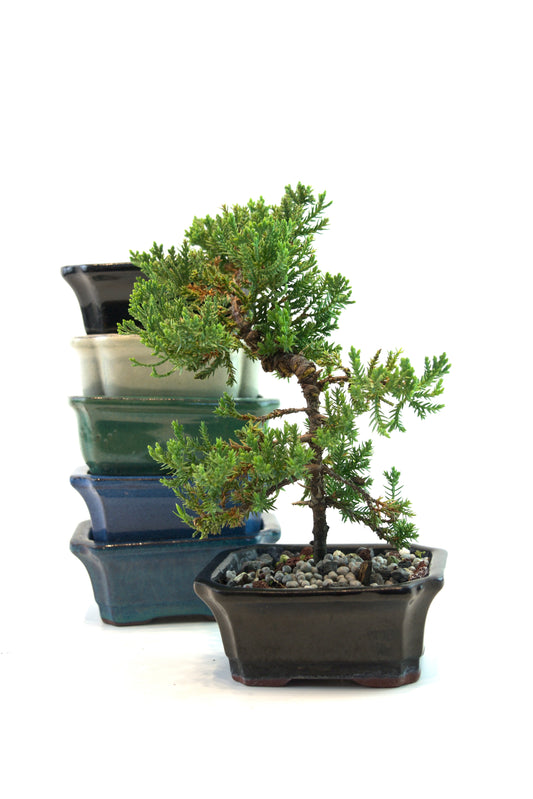 Juniper Live Bonsai Ceramic 4" Pot - Similar Bonsai