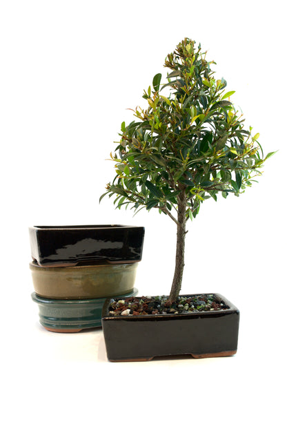 Glazed Bonsai Pot 6"