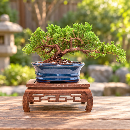 Juniper Live Bonsai 7" Pot - One of a Kind Bonsai