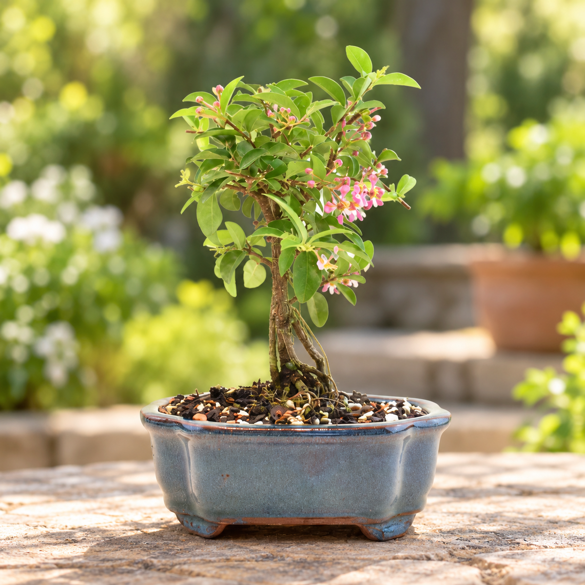 Rare Barbados Cherry Bonsai Ceramic 6" Pot - One of a Kind Bonsai