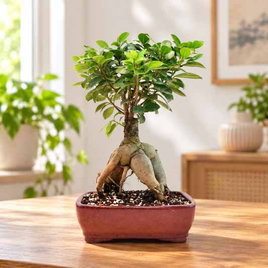 Ginseng Ficus Bonsai 8" Pot - One of a Kind Bonsai