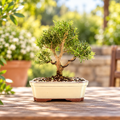 Taiwan Boxwood Bonsai Ceramic 7.5" Pot - One of a Kind Bonsai