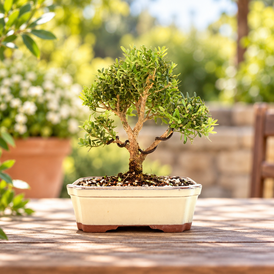 Taiwan Boxwood Bonsai Ceramic 7.5" Pot - One of a Kind Bonsai