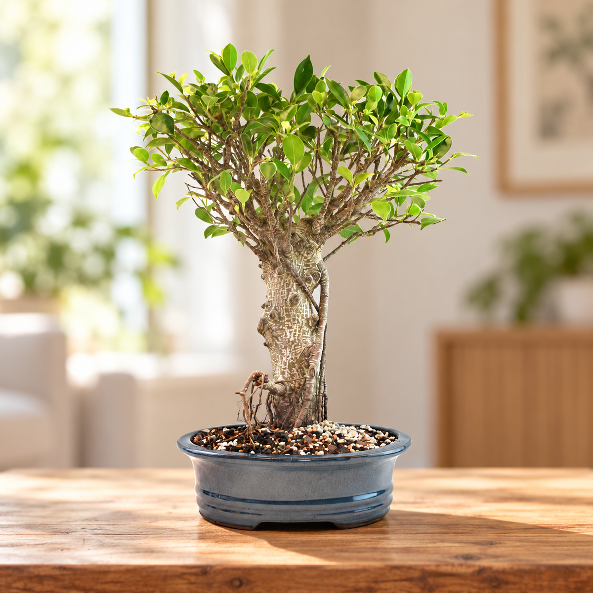 Tiger Bark Ficus Bonsai Ceramic 8" Pot - One of a Kind Bonsai