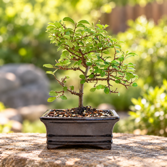 Grewia Lavender Star Bonsai Tree in 6" Pot - One of a Kind Bonsai