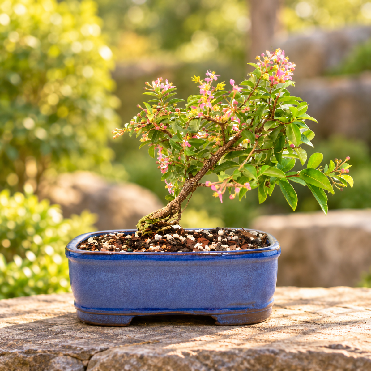 Rare Barbados Cherry Bonsai Ceramic 7.5" Pot - One of a Kind Bonsai