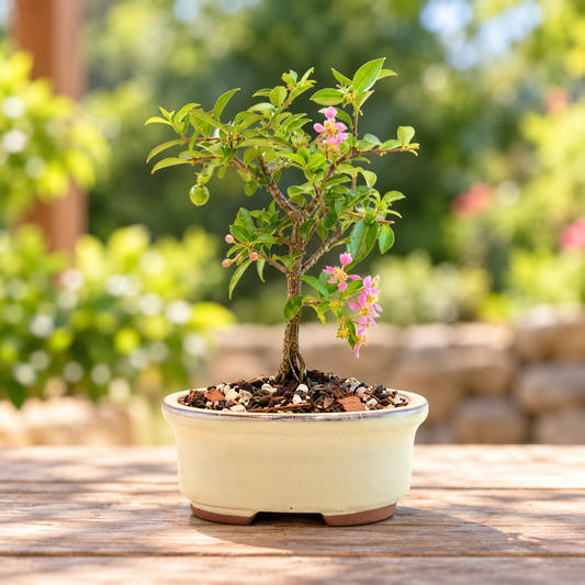 Dwarf Barbados Cherry Bonsai Ceramic 5" Pot - One of a Kind Bonsai
