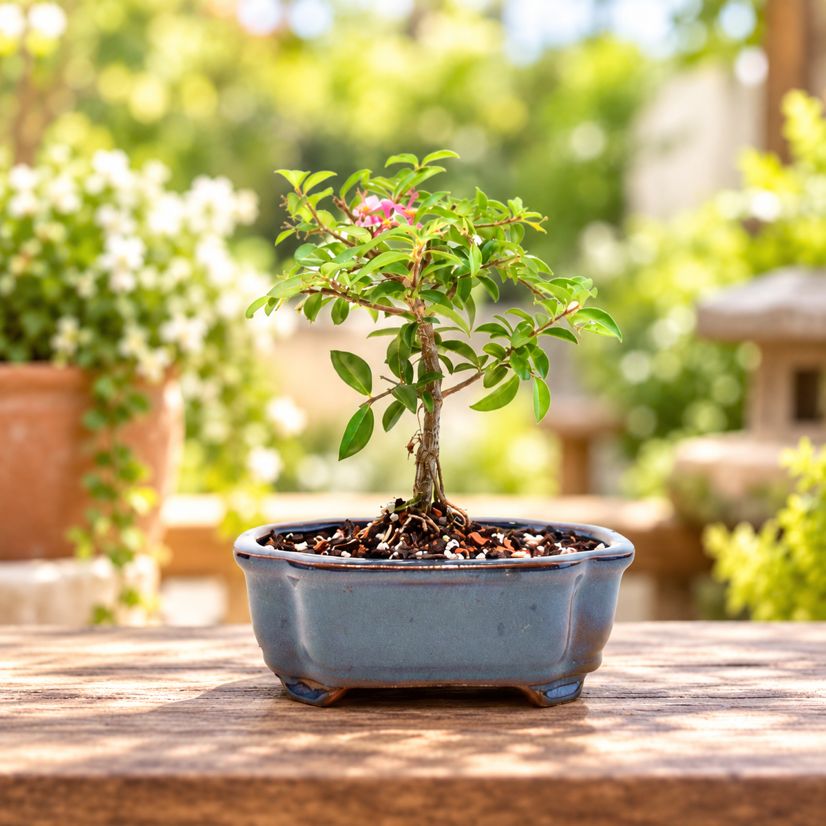 Dwarf Barbados Cherry Bonsai Ceramic 6" Pot - One of a Kind Bonsai