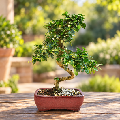 Fukien Tea Bonsai Ceramic 7" Pot - One of a Kind Bonsaii