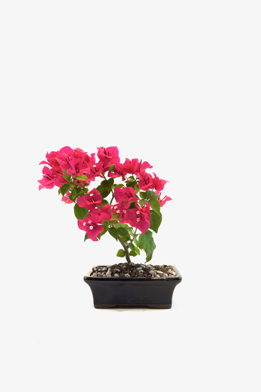 Bougainvillea Bonsai Ceramic 7" Pot - One of a Kind Bonsai