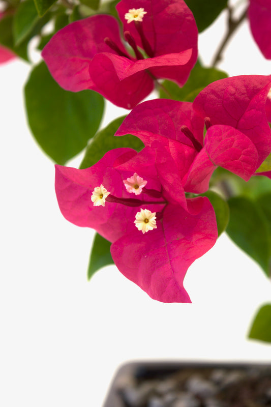 Bougainvillea Bonsai Ceramic 7" Pot - One of a Kind Bonsai