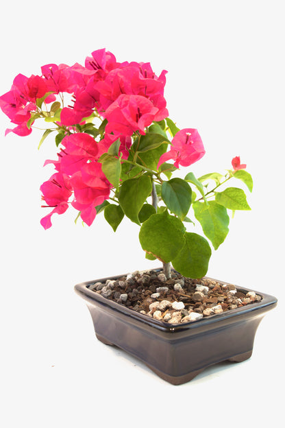 Bougainvillea Bonsai Ceramic 7" Pot - One of a Kind Bonsai
