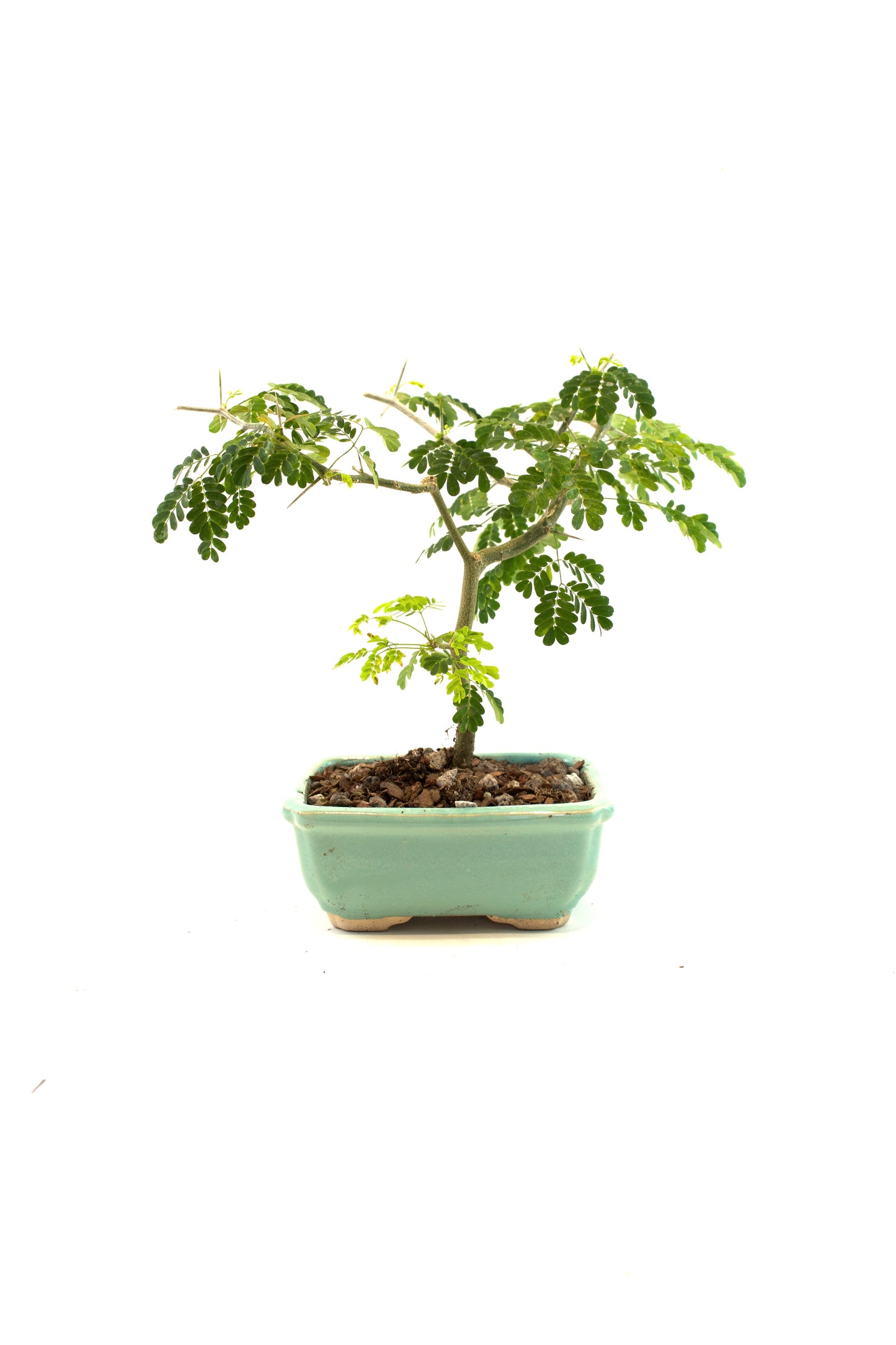 Brazilian Rain Tree Bonsai Ceramic 5" Pot - One of a Kind Bonsai
