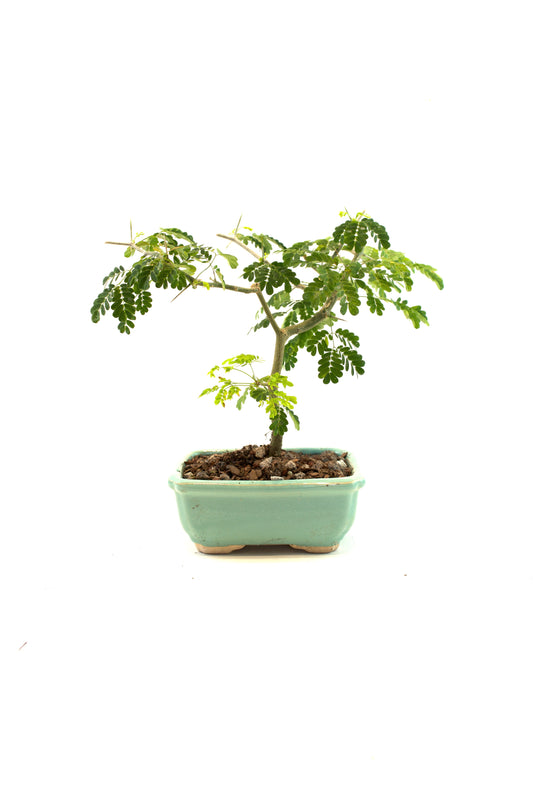 Brazilian Rain Tree Bonsai Ceramic 5" Pot - One of a Kind Bonsai