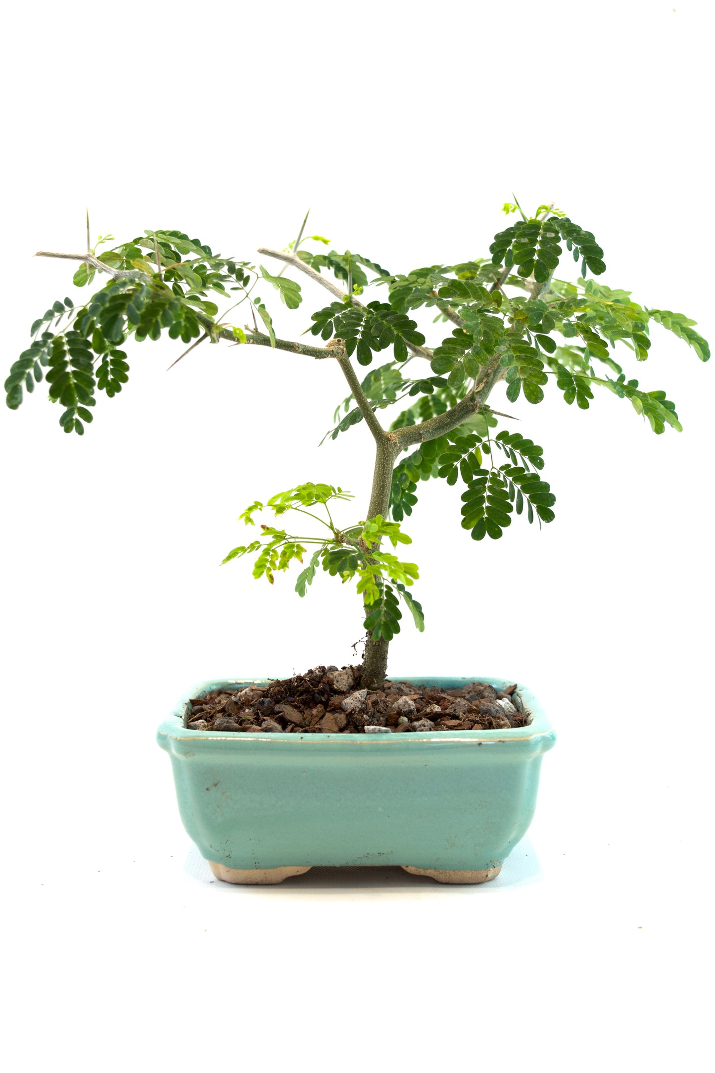 Brazilian Rain Tree Bonsai Ceramic 5" Pot - One of a Kind Bonsai