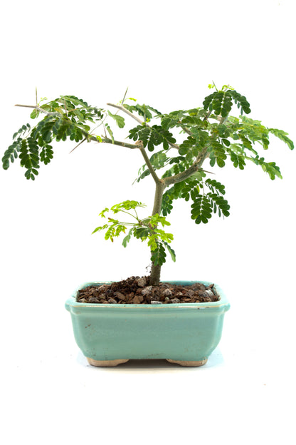Brazilian Rain Tree Bonsai Ceramic 5" Pot - One of a Kind Bonsai