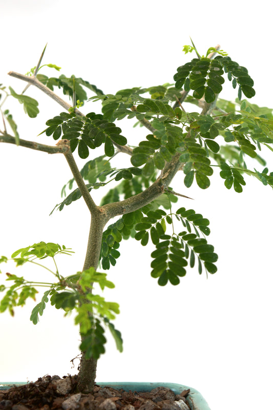 Brazilian Rain Tree Bonsai Ceramic 5" Pot - One of a Kind Bonsai