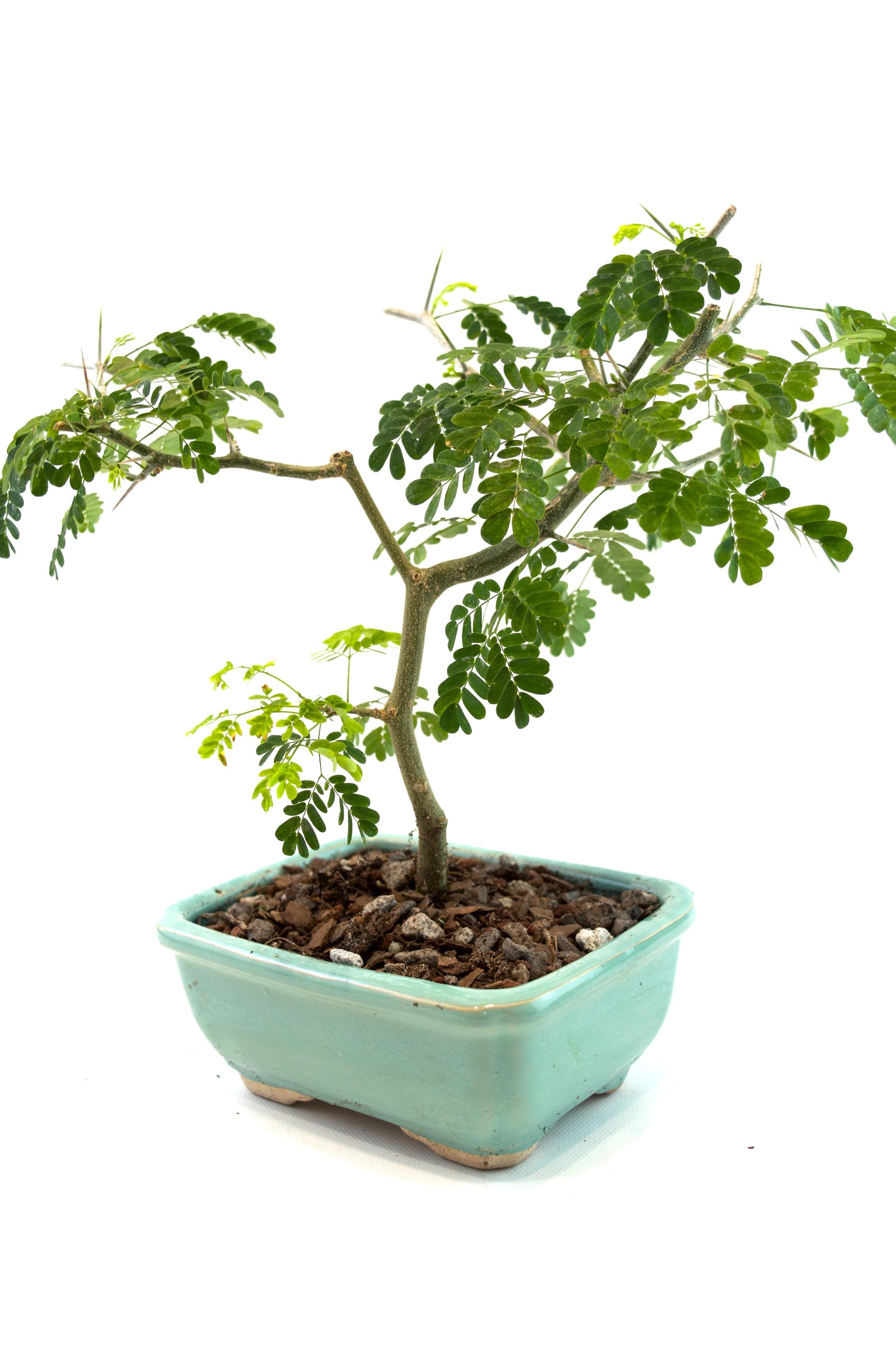 Brazilian Rain Tree Bonsai Ceramic 5" Pot - One of a Kind Bonsai